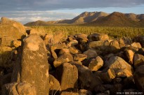 petroglyph, deer, elk, sun, saguaro